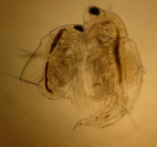 Moina Siamensis (n.sp.) Cisti