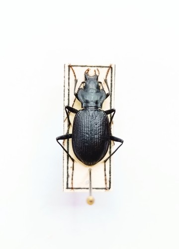 Entomology taxidermy - entomology,