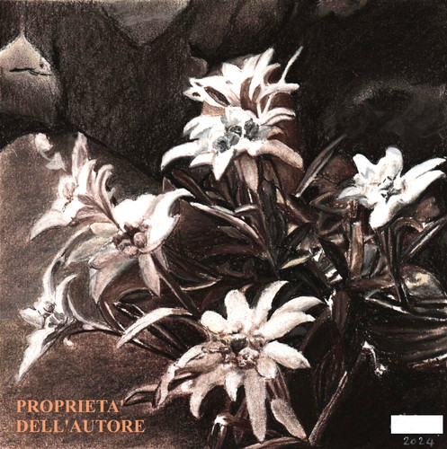 Stelle alpine disegno - alpine,