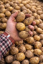 Patate da seme Agria – sacco