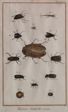 INSETTI ENTOMOLOGIA INSECTS