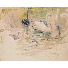 Cigni - 1888 - Stampa giclée su tela laminata 40x50 pollici