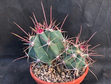 FEROCACTUS RECTISPINUS -