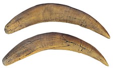 Coppia di canini (denti) di