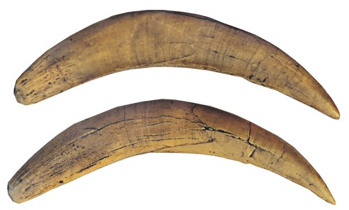 Coppia canini di - (denti),