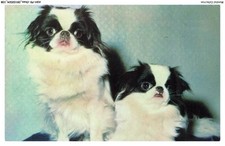 ASHP9-0573-CANE - Due Piccoli Cani Della Stessa Razza