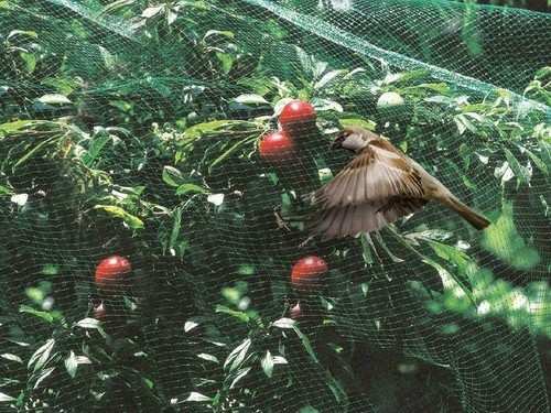 Rete anti uccelli plastica - anti,