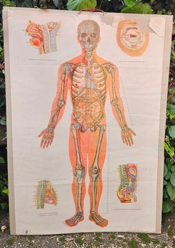 Tavola anatomia umana - tavola,