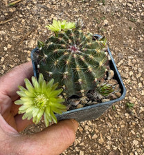 Echinocereus viridiflorus - echinocereus,