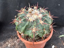 ECHINOCACTUS TEXENSIS CACTUS