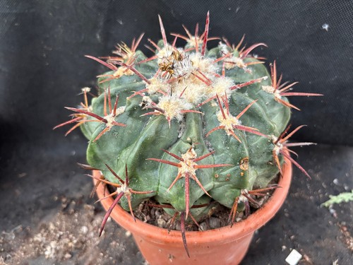 Echinocactus texensis cactus - echinocactus,