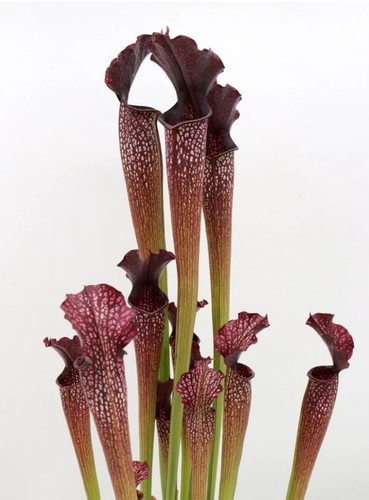Pianta carnivora sarracenia - carnivora,