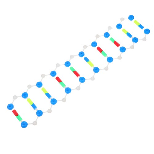Modello dna per - di, studenti