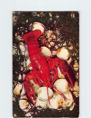 Cartolina cape cod aragosta - cartolina,