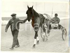 1935 MILANO Cavallo AULO GELLIO rientra al peso con sulky *Foto DANNEGGIATA