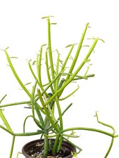 Euphorbia tirucalli albero