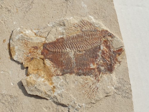 Stichopteryx lewisi raro - stichopteryx,