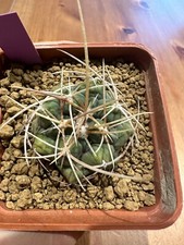 Thelocactus hexaedrophorus Own Root, 4 cm, 7 cm pot, Not Copiapoa, Ariocarpus