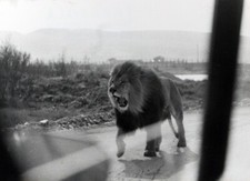 Foto vintage Carvin, Leone in libertà a Sigean, 1974, stampa 24X18 cm