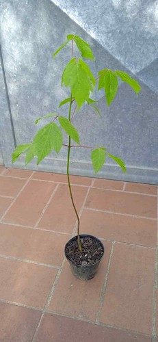 Pianta acero americano vaso - pianta,