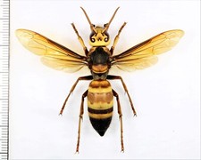 Vespidae: Vespa ducalis