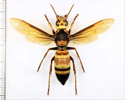 Vespidae vespa ducalis - vespidae:,