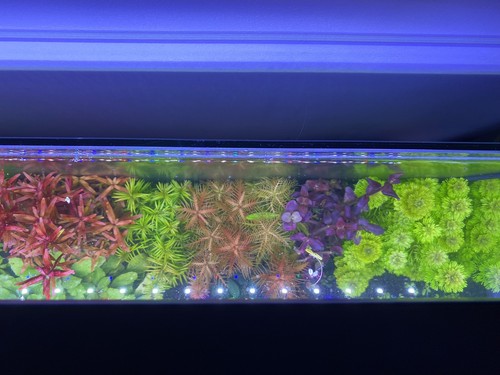 Promo lot plantes - lot, 20