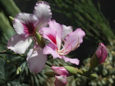 1-1000 PCS Pink Orchid Tree