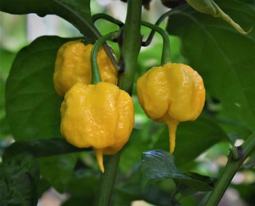 Peperoncino carolina reaper - peperoncino,