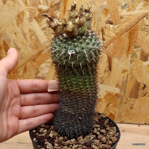 Notocactus rutilans vaso cm - vaso, 12
