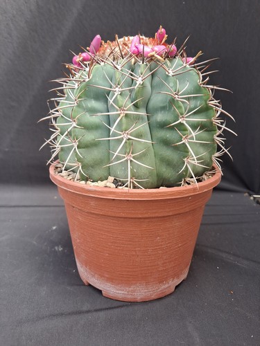 Melocactus big - melocactus,