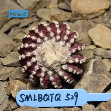 Discocactus horstii WYSIWYG Boutique 5,8 cm autoradicata 