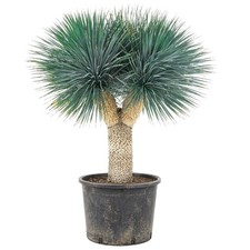 Yucca rostrata SEEDS -  - SEMI