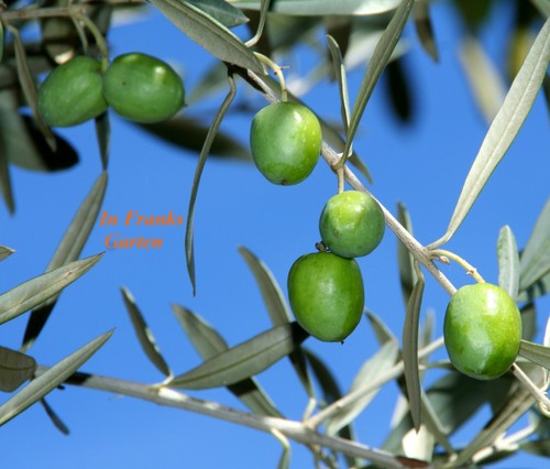 Olivo ulivo olea europaea - olivo,,