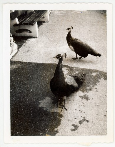 Foto epoca bellissima - foto, d'epoca