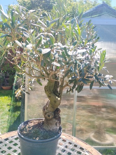 Bonsai olea europaea shari - di,