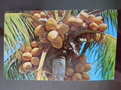 Palma cocco tropicale - cocco,