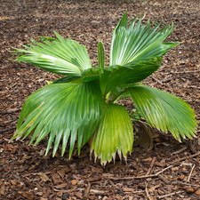 Pritchardia hillebrandii -  -