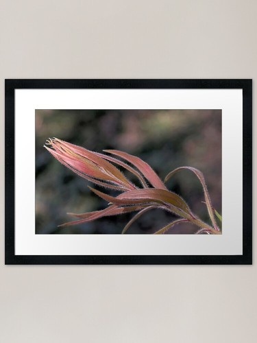 Stampa artistica con cornice