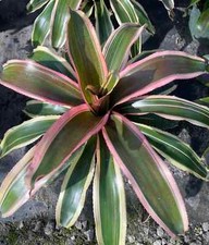 Bromelia Neoregelia 'Ying'