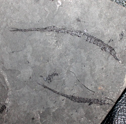 Syngnathus incompletus - ,