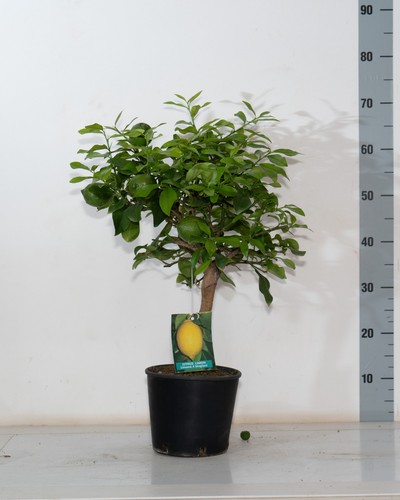 Pianta limone 18 - pianta, v.18