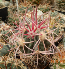 Echinocactus polycephalus