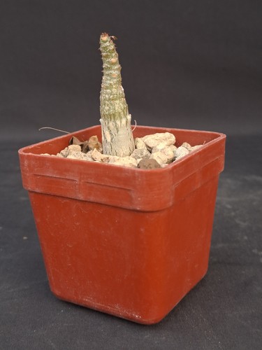 Adenium dhofarense - , (namibia)