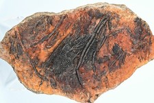 Crinoide fossile syphocrinite