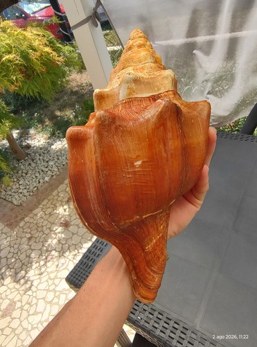 Conchiglia grande turbinella - ,