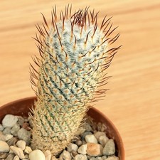 Mammillaria perezdelarosae ssp