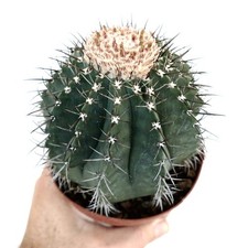 Melocactus glaucescens WHITE