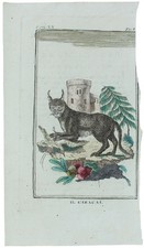 CARACAL: Tavola originale acquerellata tratta dalla STORIA NATURALE. Buffon Geor
