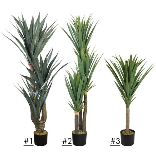 Yucca giglio palma - yucca, di